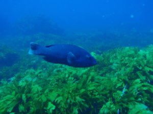Achoerodus ou blue groper